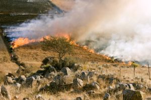 Preventative burning helps in preventing future wildfires.