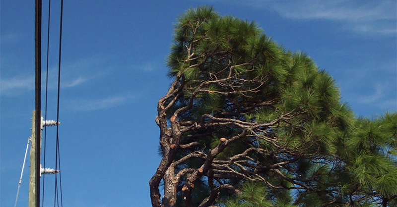 An example of how a tree would be pruned according to vegetation management principles.